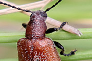 Darkling Beetle (Ecnolagria grandis) (Ecnolagria grandis)
